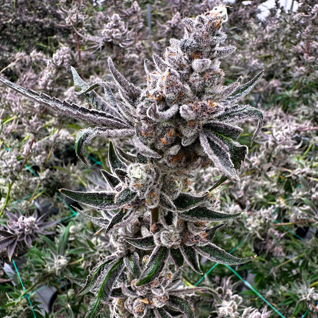 Gloved hands harvesting flower from marijuana plant